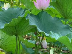 -莲花池公园