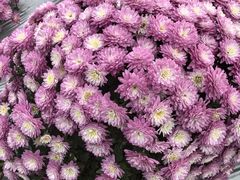 -中国天府农业博览园