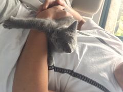 喵的天空-喵的天空名猫咖啡馆·撸猫·猫舍·用品
