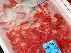 -清平路水族市场