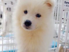 -翊宠yipet猫狗购宠庄园犬舍•猫舍