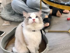 -Heymao猫咖.咖啡厅(东门店)