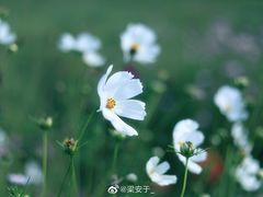 -武陵山森林公园