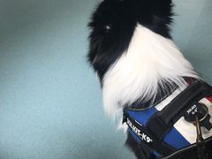 -瑞鹏宠物医院·爱宠堂·骨外专科(西荷分院)