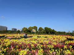 -春花秋色城市公园