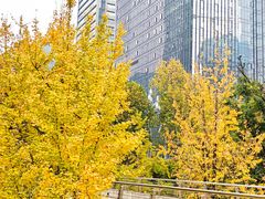 -重庆市江北嘴中央商务区中央公园