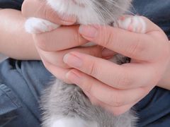 -宠爱多约克夏马尔济斯泰迪小型犬专卖