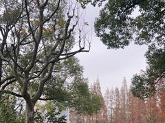 -黄兴公园