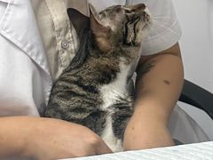 -博特宠物医院24h犬猫全科.骨科·异宠