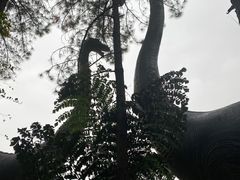 -佛冈森波拉度假区