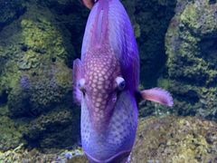 -江和美海洋公园