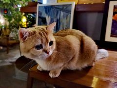 -咖法森林·咖啡  酒吧(天河店)