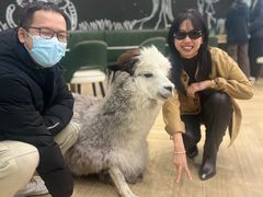 -安格丽娜·狗咖·猫咖羊驼咖(春熙路百盛商场店)