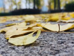 -百林公园-两江幸福广场