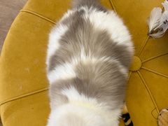-1013 PET SHOP精品宠物商店(丁香店)