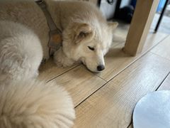 -OZ cafe(南昌路店)