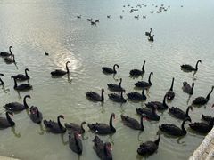 -池杉湖湿地公园