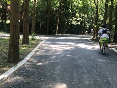 -东平国家森林公园