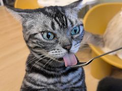 -有喵·猫咖·狗咖·30几只猫10只小狗(岗厦店)