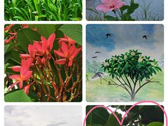 -福田红树林生态公园