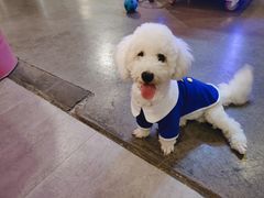 -百好乐宠物友好餐厅(朝外大街店)