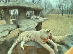 -北京野生动物园