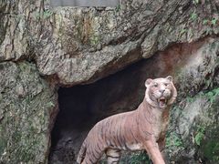 -虎跑公园