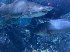 -暹罗海洋世界