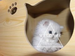 -喵zoo家庭繁育猫舍(尖东智能花园店)