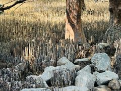 -宝安西湾红树林湿地公园