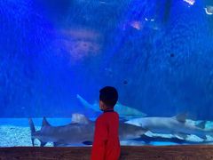 -华夏文旅海洋公园