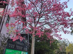 -深圳东部华侨城茵特拉根酒店