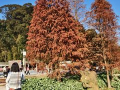 -广州市石门国家森林公园