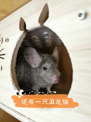 -飞梵造型