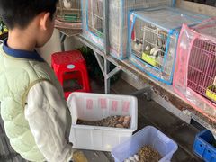 -溪岸路花鸟市场