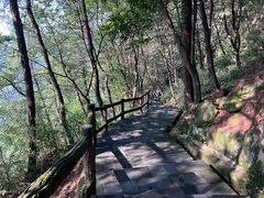 -铁山坪森林公园