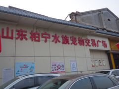 -山东柏宁水族批发广场