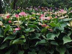 -南山植物园