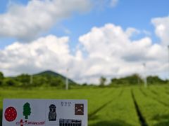 -雪绿茶博物馆