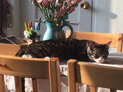iphone_upload_pic-海边的猫和咖啡馆