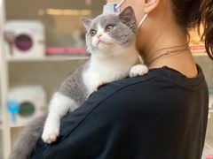 -lincat·猫舍(广州店)