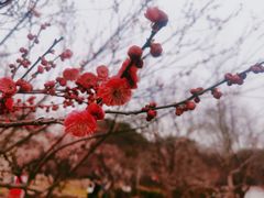 -无锡梅园公园