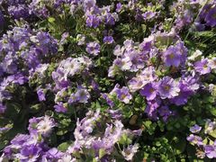 -铁山坪森林公园