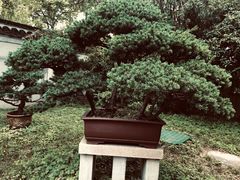 -水绘园