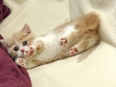 -欣宠猫屋·矮脚拿破仑·蓝金金渐层