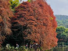 -深圳仙湖植物园