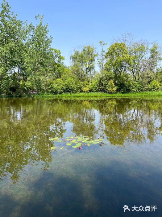 溱湖国家湿地公园图片