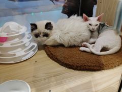-屋虎猫馆(宝安大仟里店)