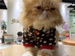 -藏猫猫咖啡主题馆(中央大道店)