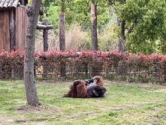 -上海野生动物园